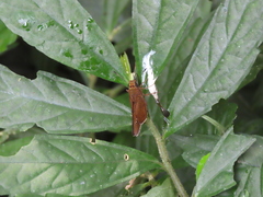 Caltoris cahira austeni