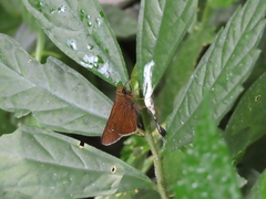 Caltoris cahira austeni