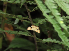 Corymica deducta