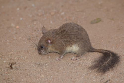 Malabar Spiny Dormouse