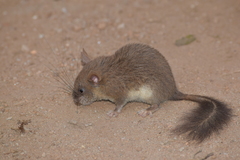 Malabar Spiny Dormouse photo 2
