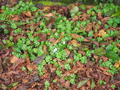 Ellisiophyllum pinnatum