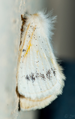 Phiala