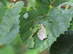 Kurixalus eiffingeri