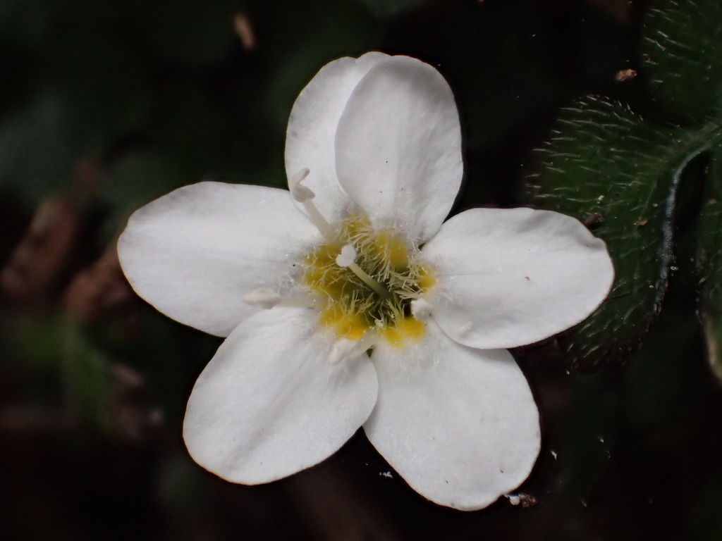 Ellisiophyllum pinnatum (Ellisiophyllum pinnatum)