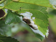 Kurixalus eiffingeri