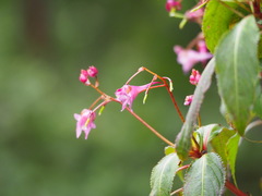 Impatiens devolii