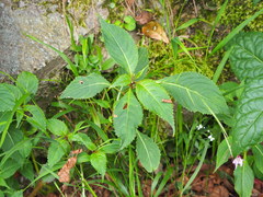 Impatiens devolii
