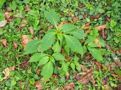 Impatiens devolii