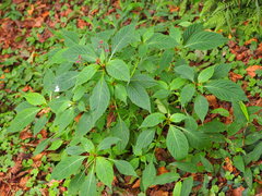 Impatiens devolii