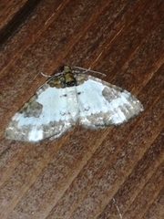 Melanthia procellata