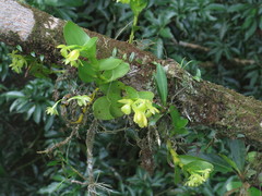 Epidendrum hunterianum