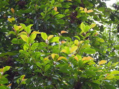 Hydrangea integrifolia