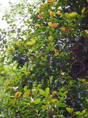 Hydrangea integrifolia