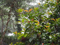 Hydrangea integrifolia