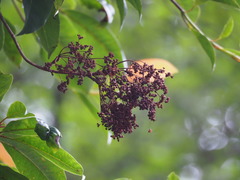 Hydrangea integrifolia