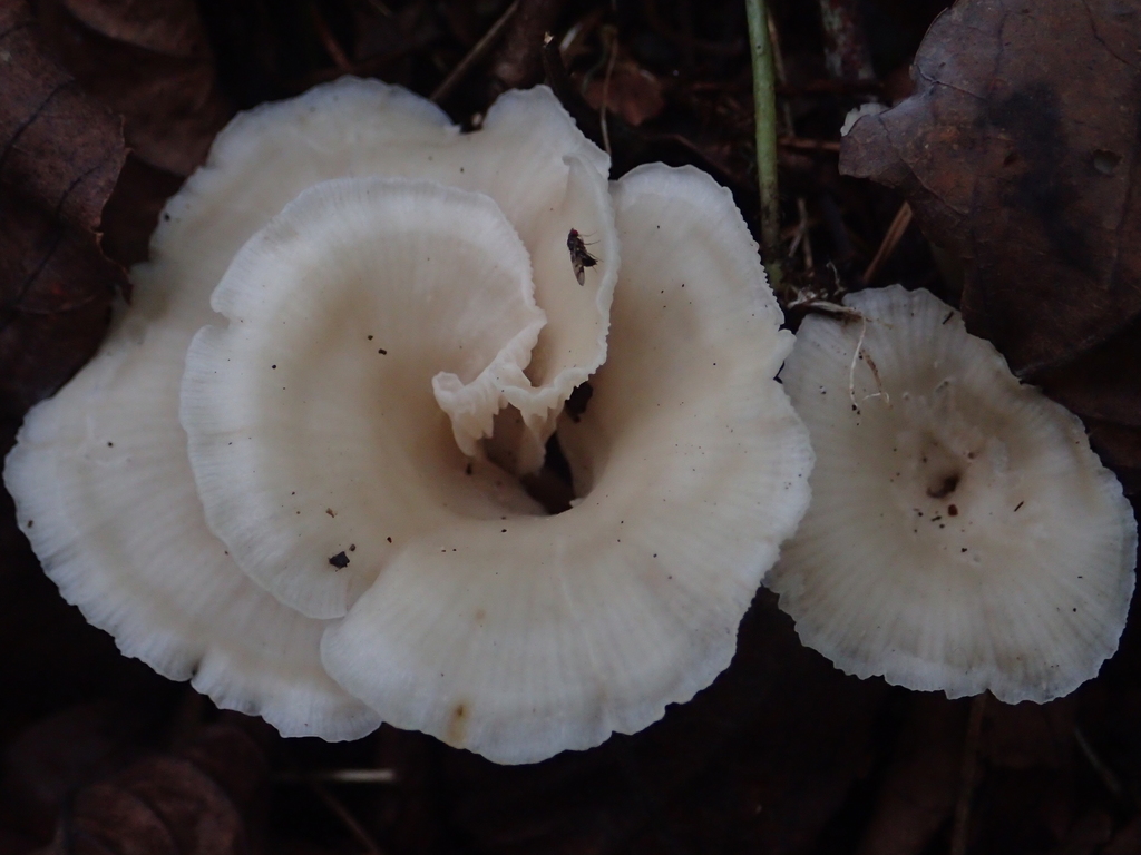 Lentinus sajor-caju · August 2019 · photo: © leaf0605 (iNaturalist, cc0)