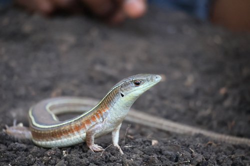 Yellow-throated Plated Lizard