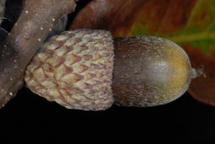 Quercus boyntonii