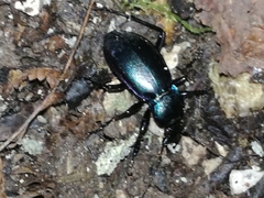 Carabus germarii