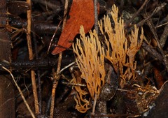Phaeoclavulina flaccida