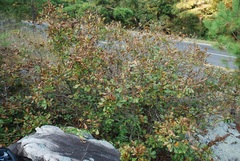 Quercus boyntonii