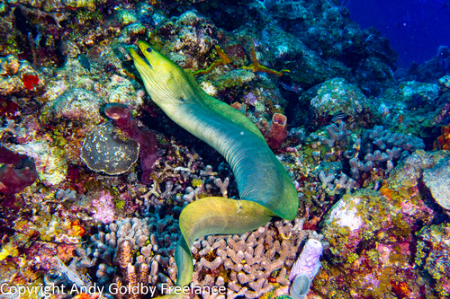 Green Moray
