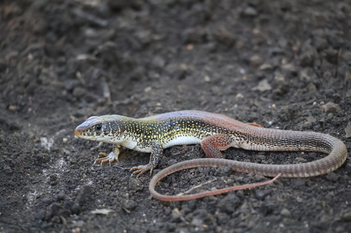 Ornate Scrub Lizard