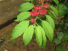 Cissus biformifolia