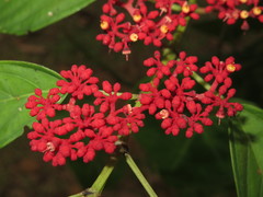 Cissus biformifolia