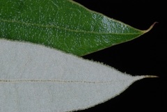 Quercus pumila image