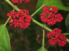 Cissus biformifolia