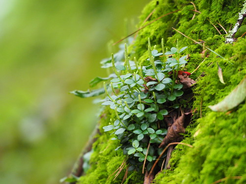 Peperomia tetraphylla