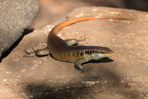 Rainbow Skink