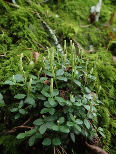 Emerald Ripple Peperomia
