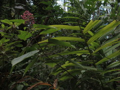 Miconia subcrustulata
