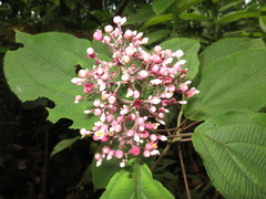 Miconia subcrustulata