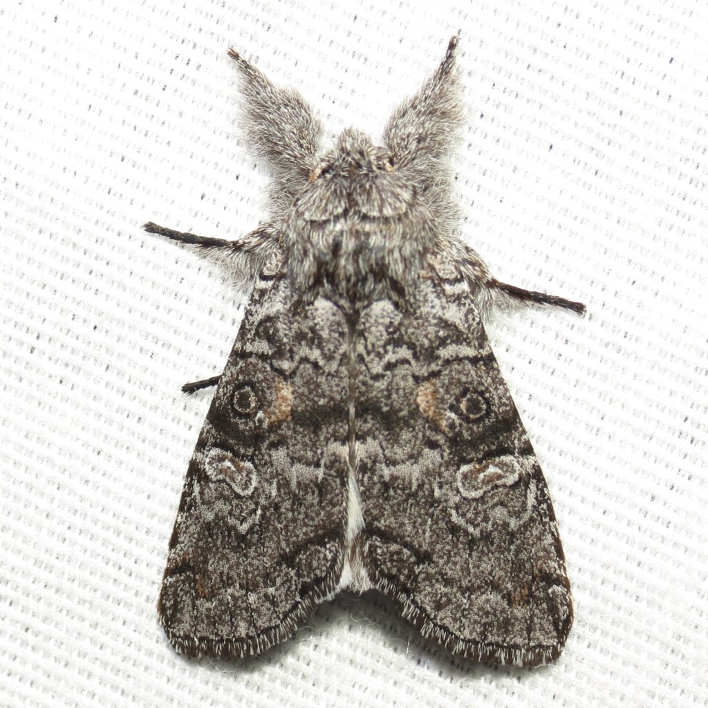 Meleneta antennata