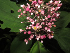 Miconia subcrustulata