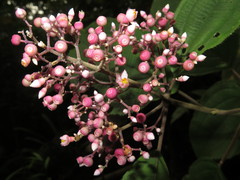 Miconia subcrustulata