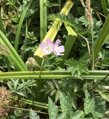 Sidalcea calycosa rhizomata
