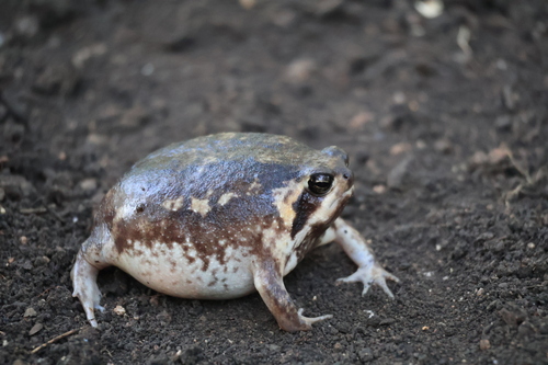 Common Rain Frog