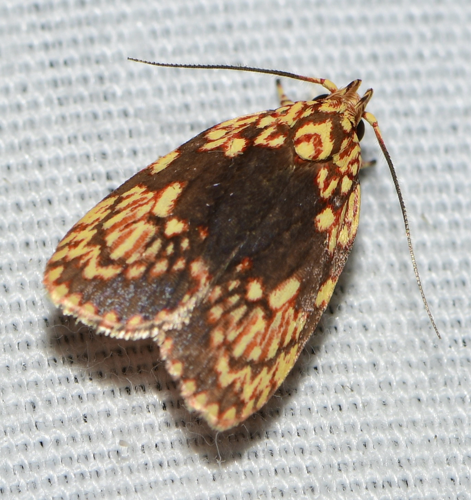 Himmacia