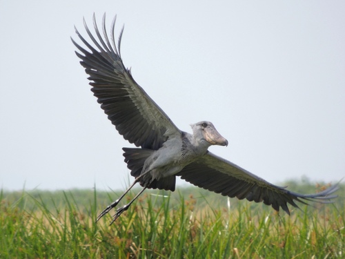 Shoebill