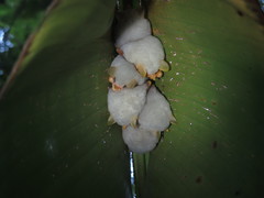 Ectophylla alba