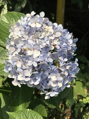 Hydrangea macrophylla