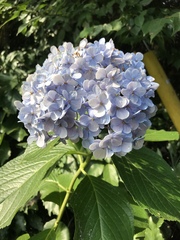 Hydrangea macrophylla