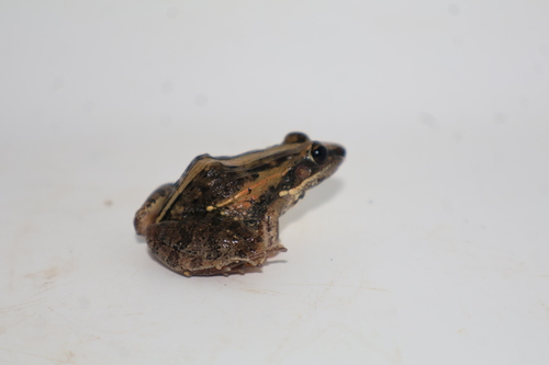 Mozambique ridged frog