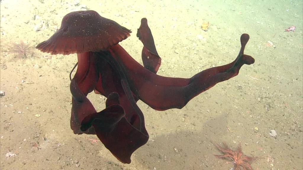 Giant Phantom Jelly