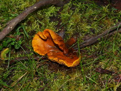 Austropaxillus
